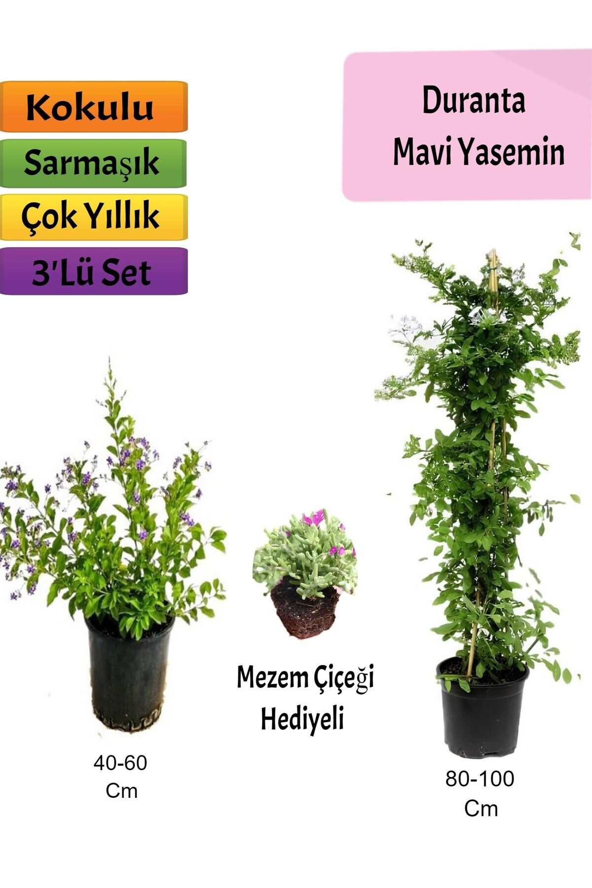Bitkim Sende Mavi Yasemin+ Duranta+ Mezem Çiçeği Fidanı