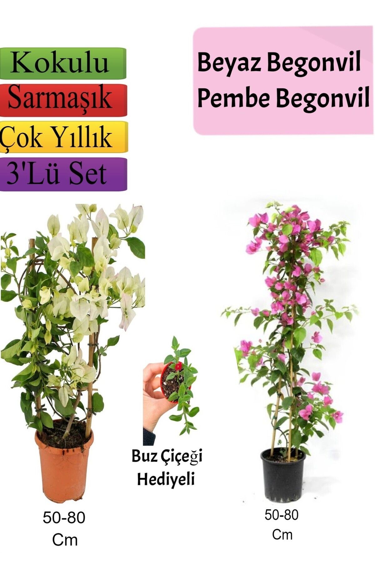Bitkim Sende Çok Avantajlı Beyaz+ Pembe Begonvil+ Buz Çiçeği Hediyeli