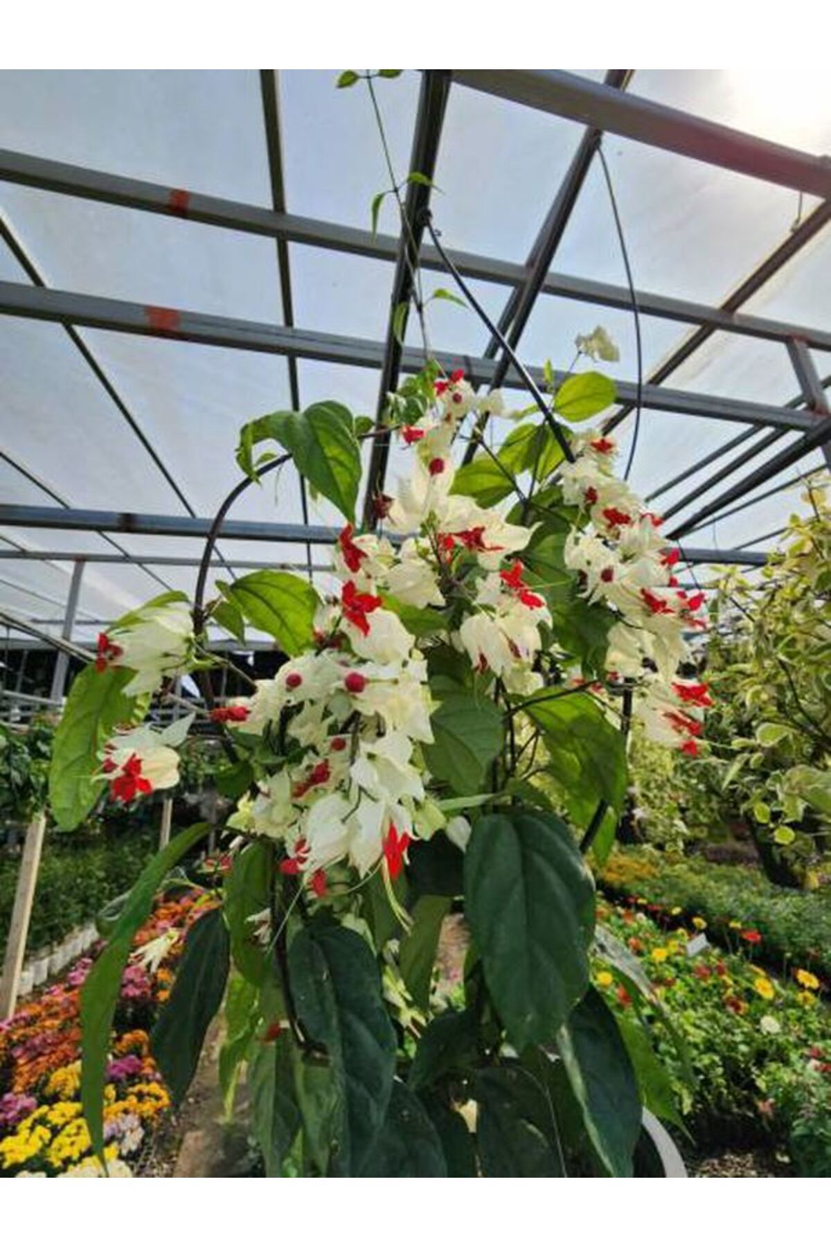Gardenbox Çok Avantajlı Büyüleyici Beyaz Kızılay Çiçeği Fidanı (30 40 CM)1 Adet Saksılı Clerodendrum