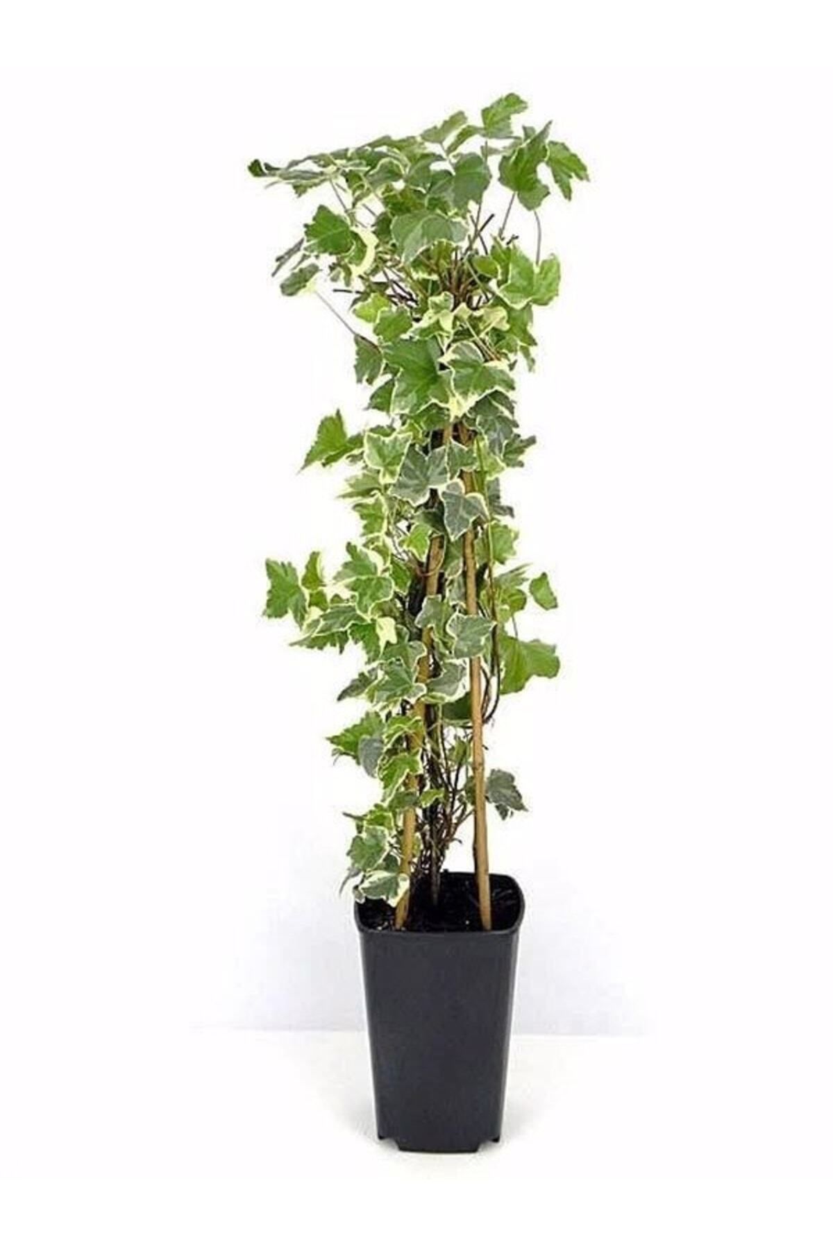 Gardenbox Çok Avantajlı Alacalı Büyük Yapraklı Duvar Sarmaşığı(40 60CM)1 Adet Dış Mekan Hedera Helix Variegata