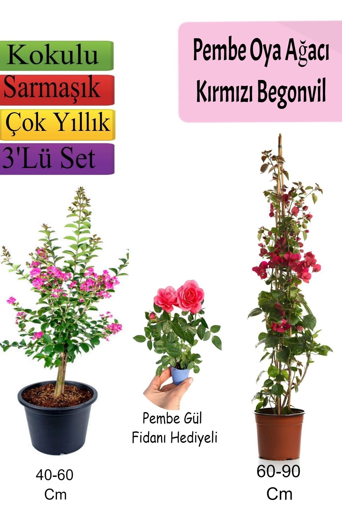 Gardenbox Çok Avantajlı Pembe Oya Ağacı+ Kırmızı Begonvil+ Pembe GÜL Fidanı Hediyeli