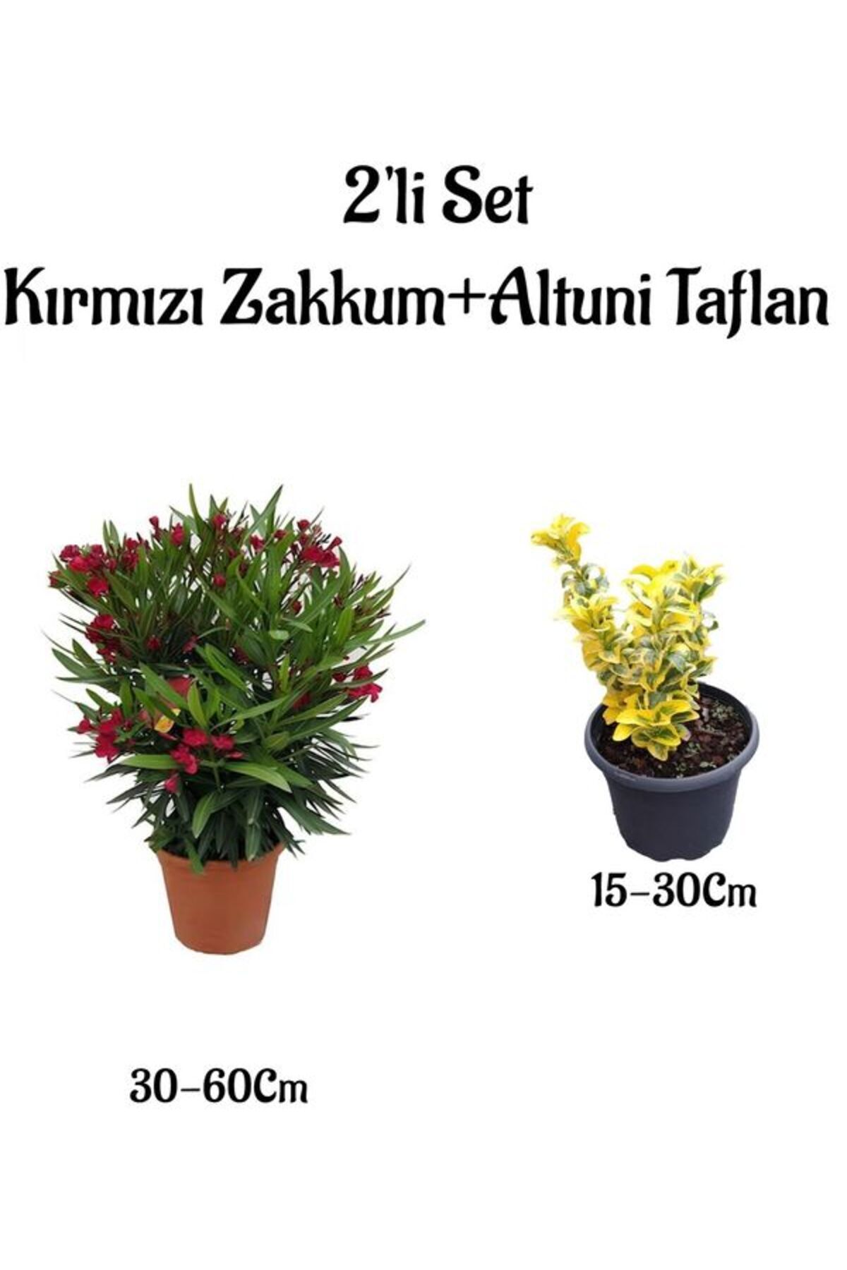 Bitkim Sende Kırmızı Renk Bodur Zakkum Çiçeği Fidanı+Altuni Taflan 2'li Set Bahçe Bitkisi