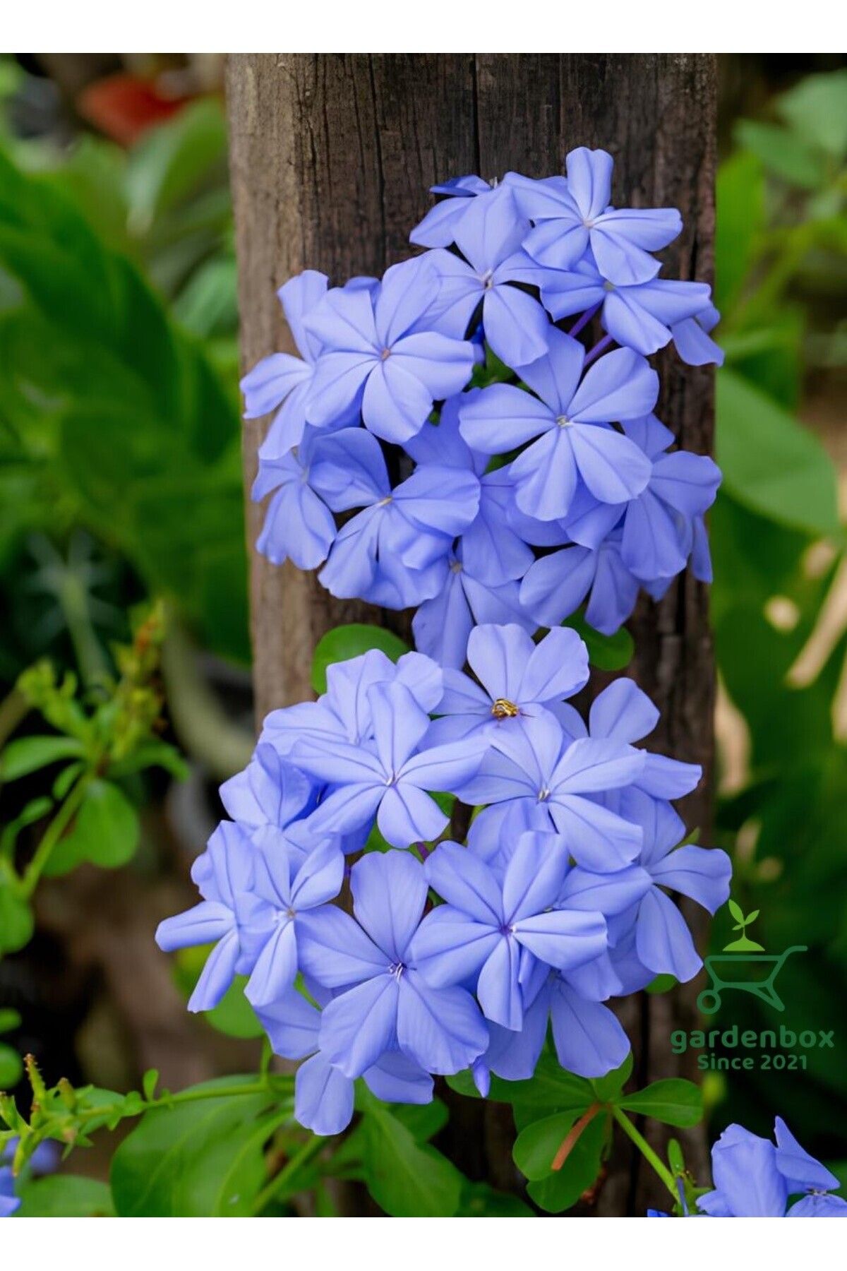 Gardenbox Formlu Mavi Yasemin Çiçeği 1 ADET Saksılı 30-60Cm Dış Mekan Bitkisi(Plumbago)