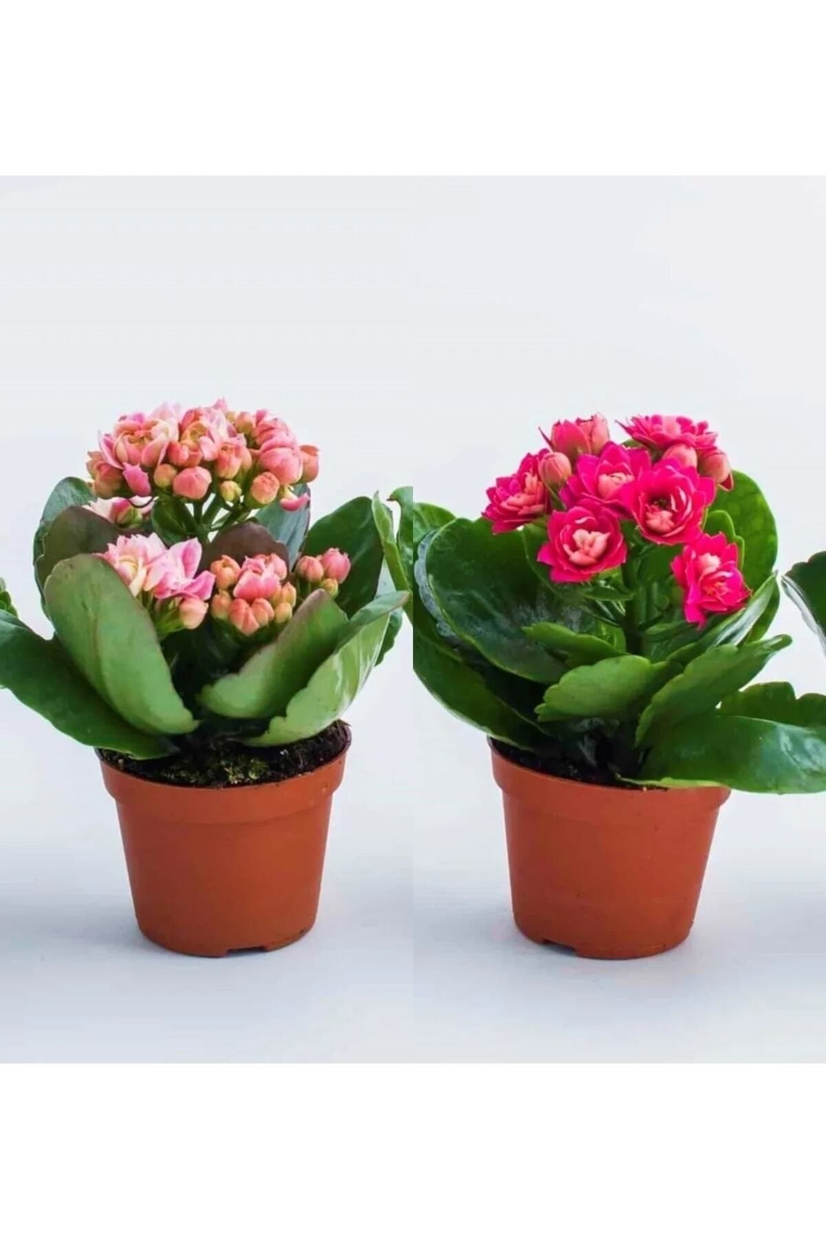 Gardenbox Çok Avantajlı Kalanchoe Çiçeği Kalanşo 2li Set Mini Saksılı