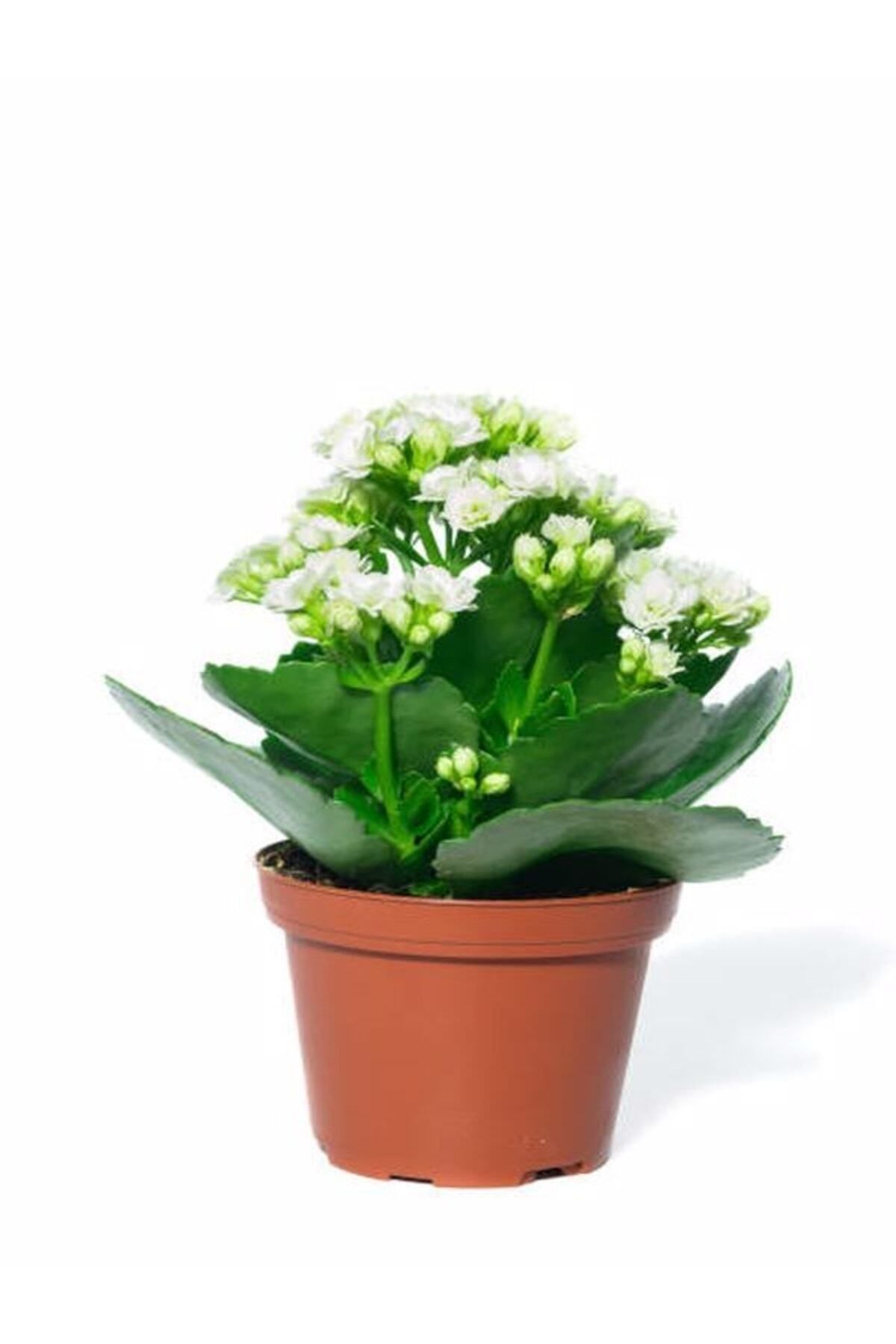 Gardenbox Çok Avantajlı Beyaz Çiçekli Kalanşo ( Kalanchoe ) Çiçeği Ithal Büyük Boy