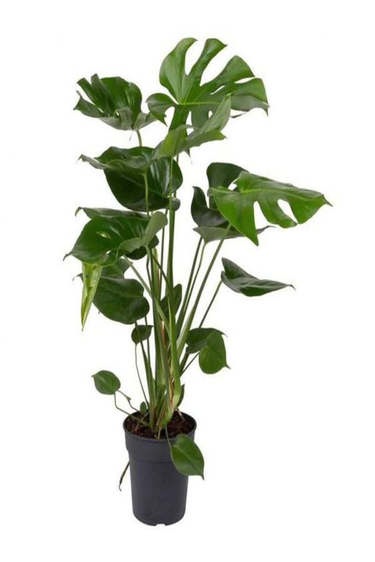 Camel Base Plant with Video 1 Potted 60-90cm Indoor Living Room Office Plant (MONSTERA DELİCİOSA)