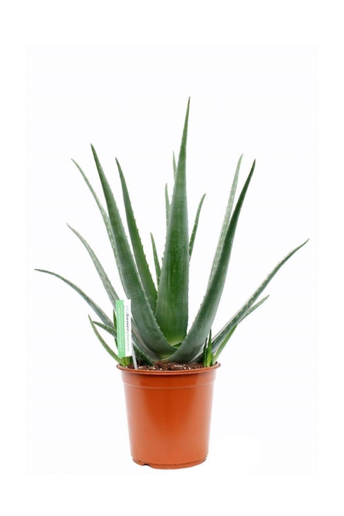 Gardenbox Çok Avantajlı Aloe Vera Bitkisi 30 40 Cm Sarı Sabır Bitkisi Ev Bitkisi