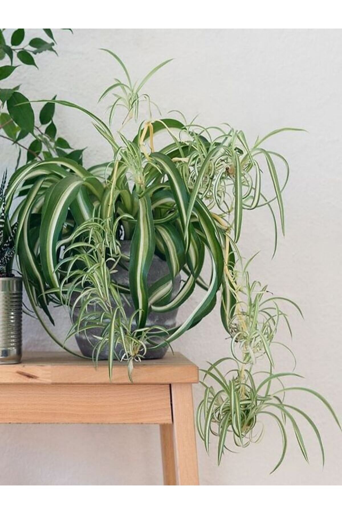 Gardenbox Çok Avantajlı Kurdele Çiçeği Büyük Bol Köklü Iç Mekan Bitkisi (chlorophytum Comosum) 30-50cm