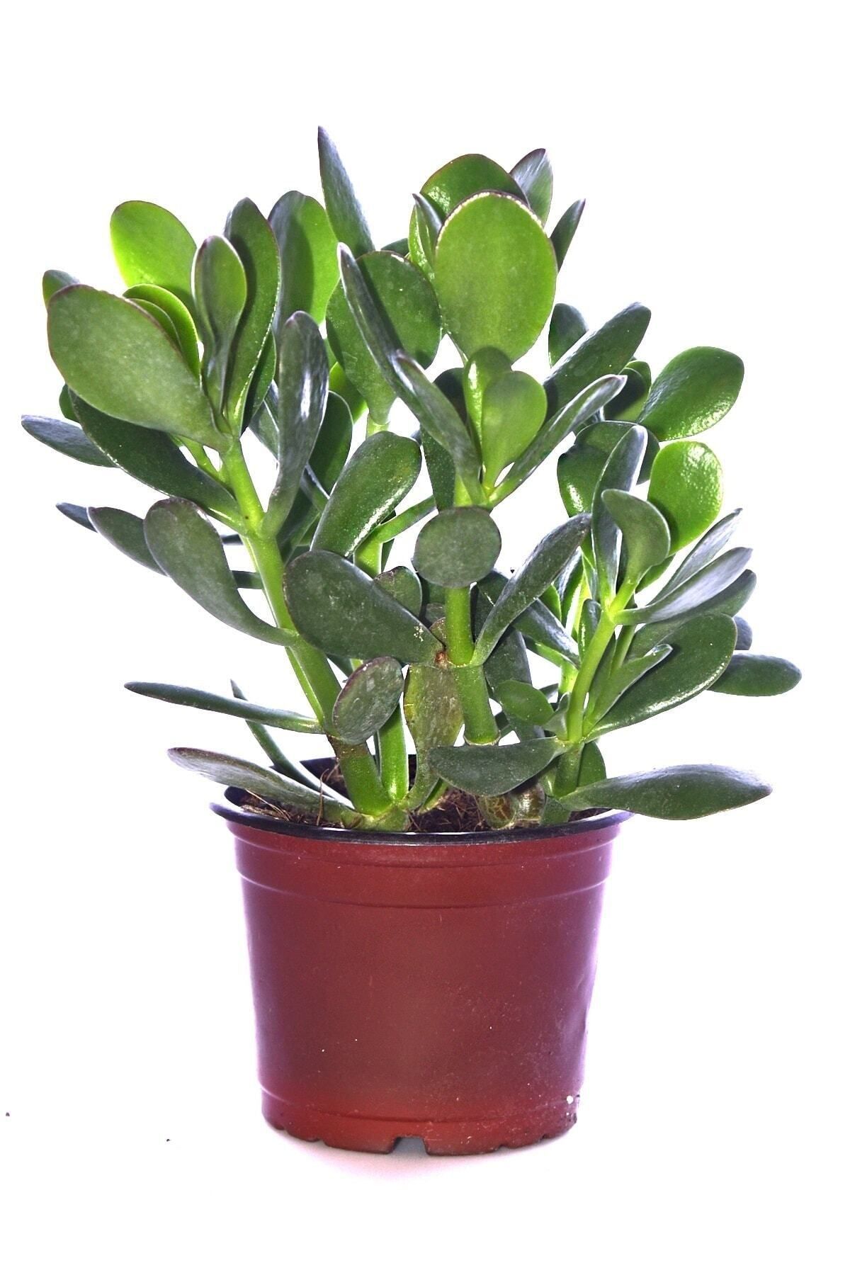 Gardenbox Çok Avantajlı Bonsai Crassula Ovata Para Ağacı Yeşim 10cm Saksıda Büyük Boy
