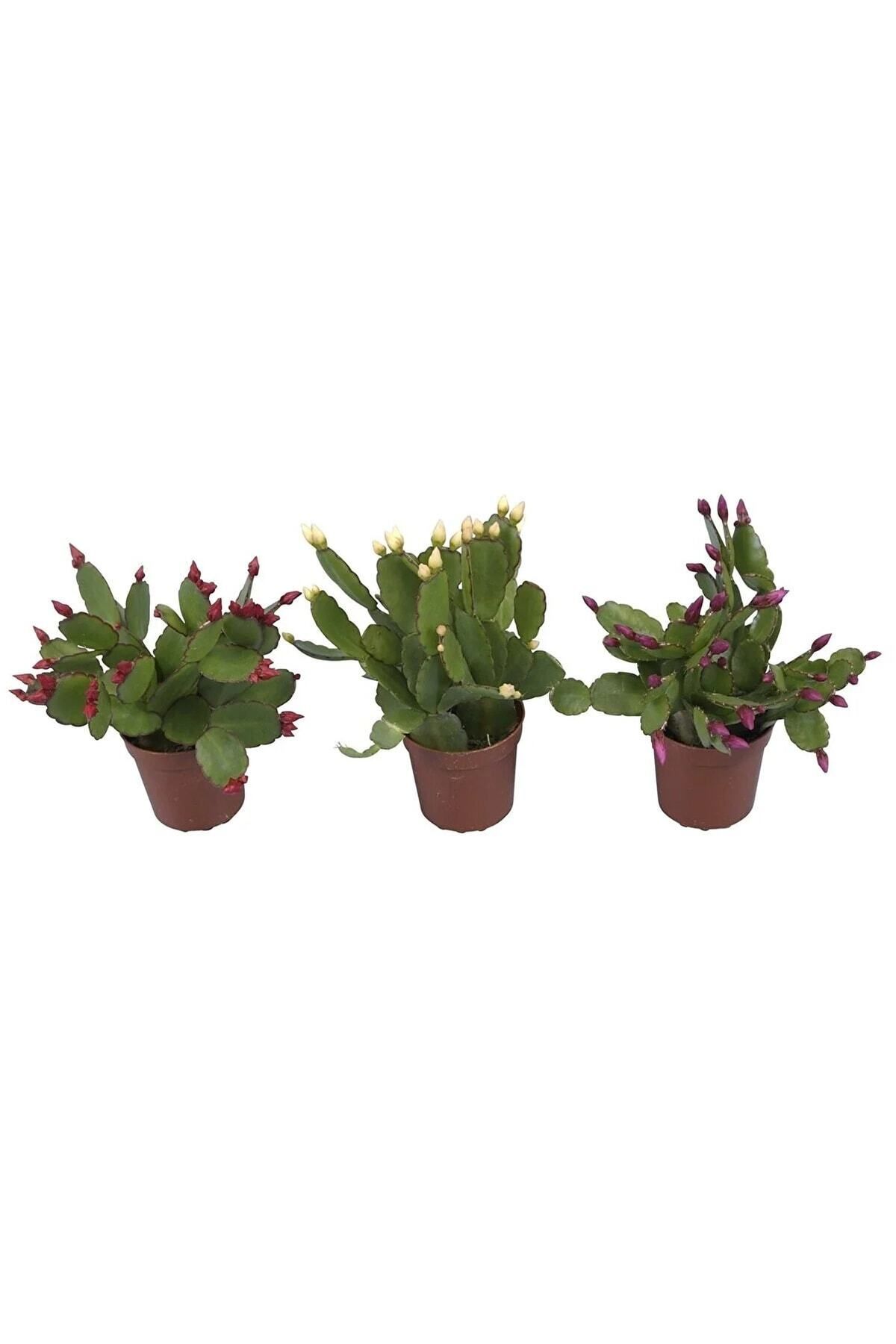 Gardenbox Çok Avantajlı Yılbaşı Çiçeği 3 Adet 6,5 Mini Saksıda Üçlü 1.kalite Iç Mekan Bitkisi