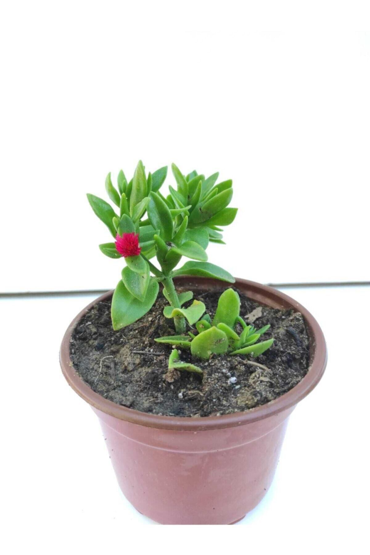 Gardenbox Çok Avantajlı Buz Çiçeği