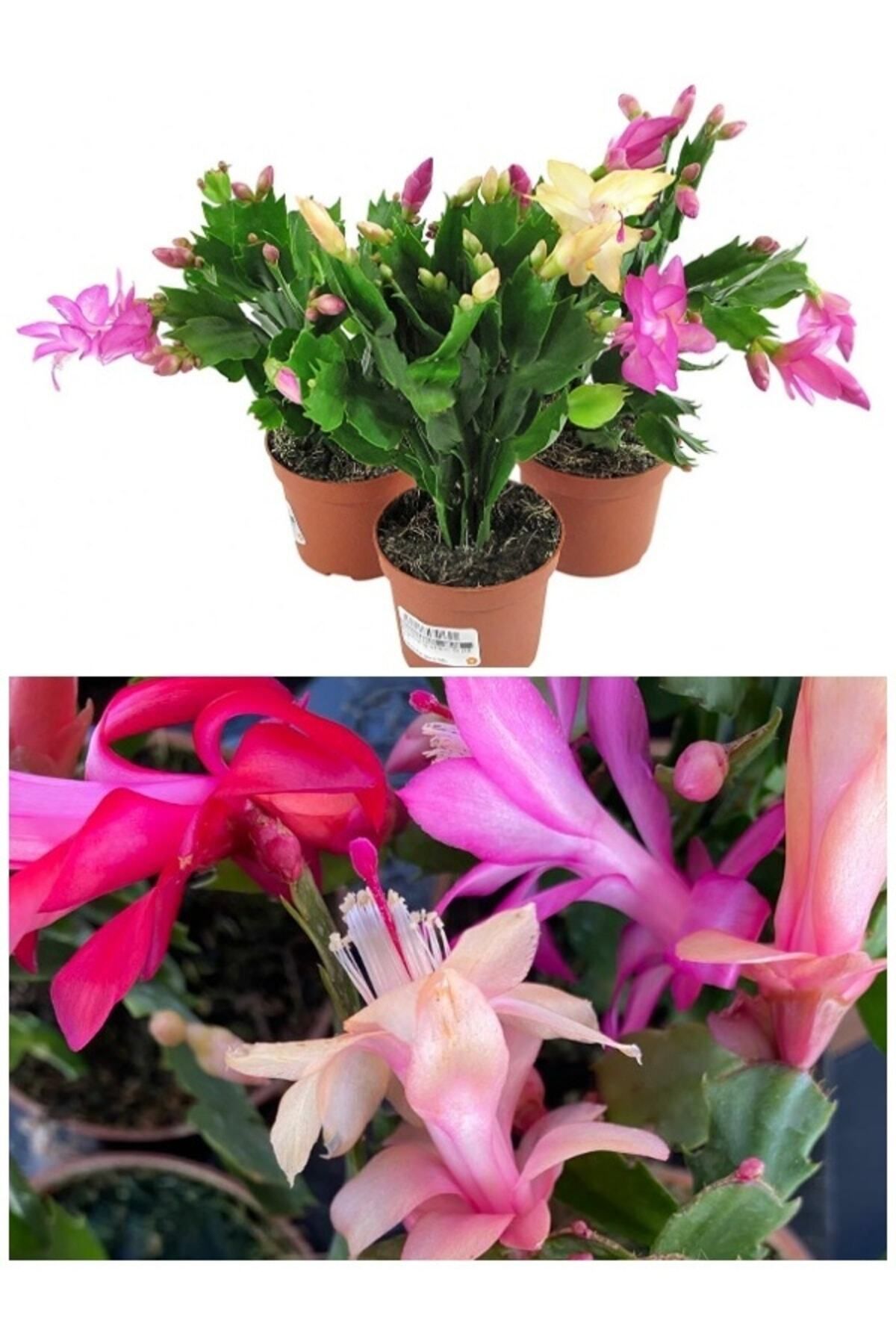 Gardenbox Kampanyalı Schlumbergera Çiçeği - Yılbaşı Çiçeği 3 Adet Farklı Renk