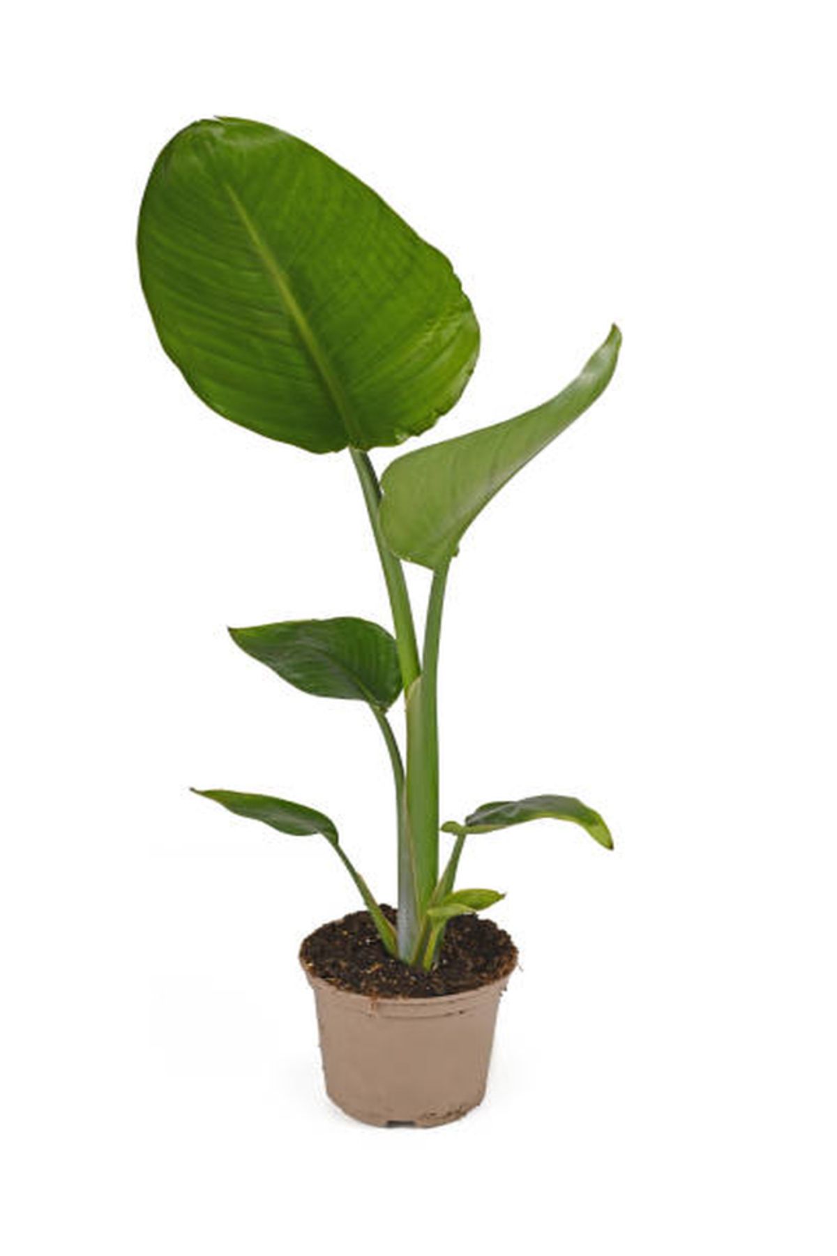 Gardenbox Çok Avantajlı Starliçe - Beyaz Cennet Kuşu 50 -60 Cm (strelitzia Nicolai) Iç Mekan Bitkisi
