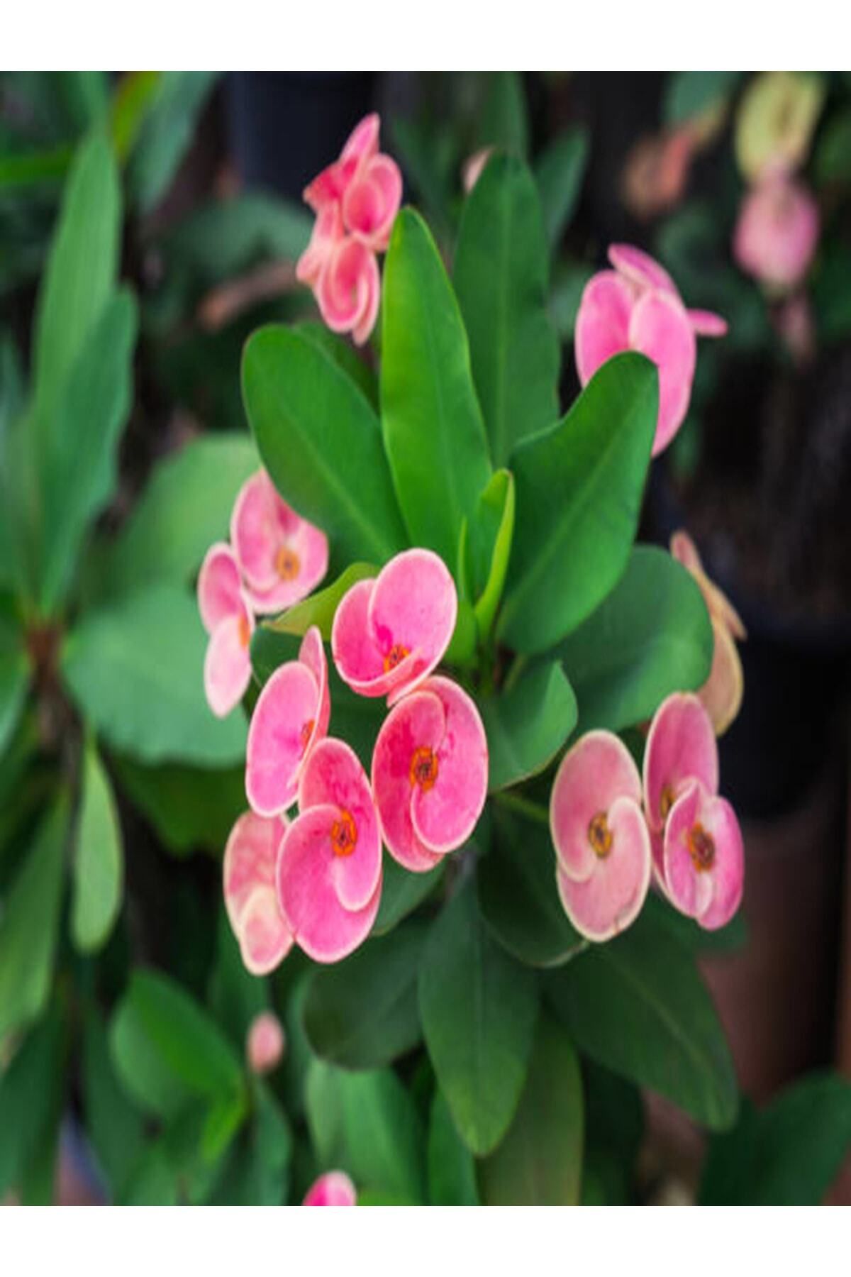 Gardenbox Çok Avantajlı Euphorbia Dikenler Tacı Pembe Renk Ithal Kaktüs Ev Ofis Iç Mekan Bitkisi 12 Cm
