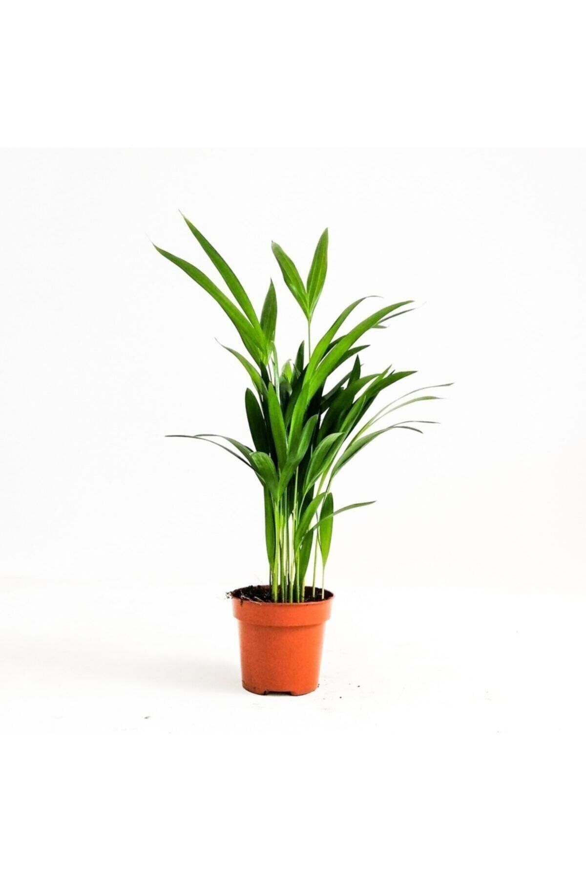 Gardenbox Çok Avantajlı Mini Salon Palmiyesi Chamaedorea 30-40 cm Areka Palmiyesi