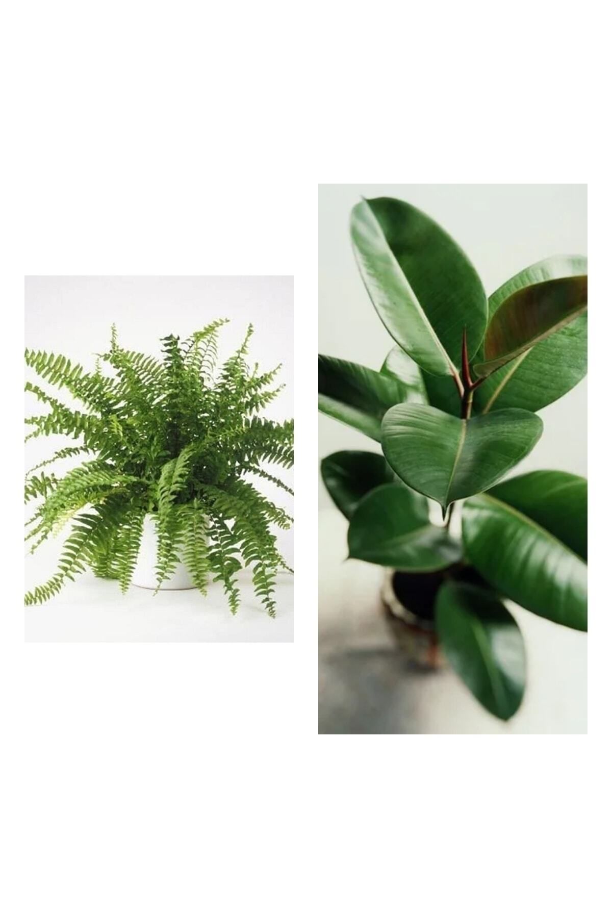 Gardenbox Kampanyalı Aşk Merdiveni Fujer Askılı Saksıda/kauçuk 60-70 Cm 2'li Set Salon Ofis Bitkileri