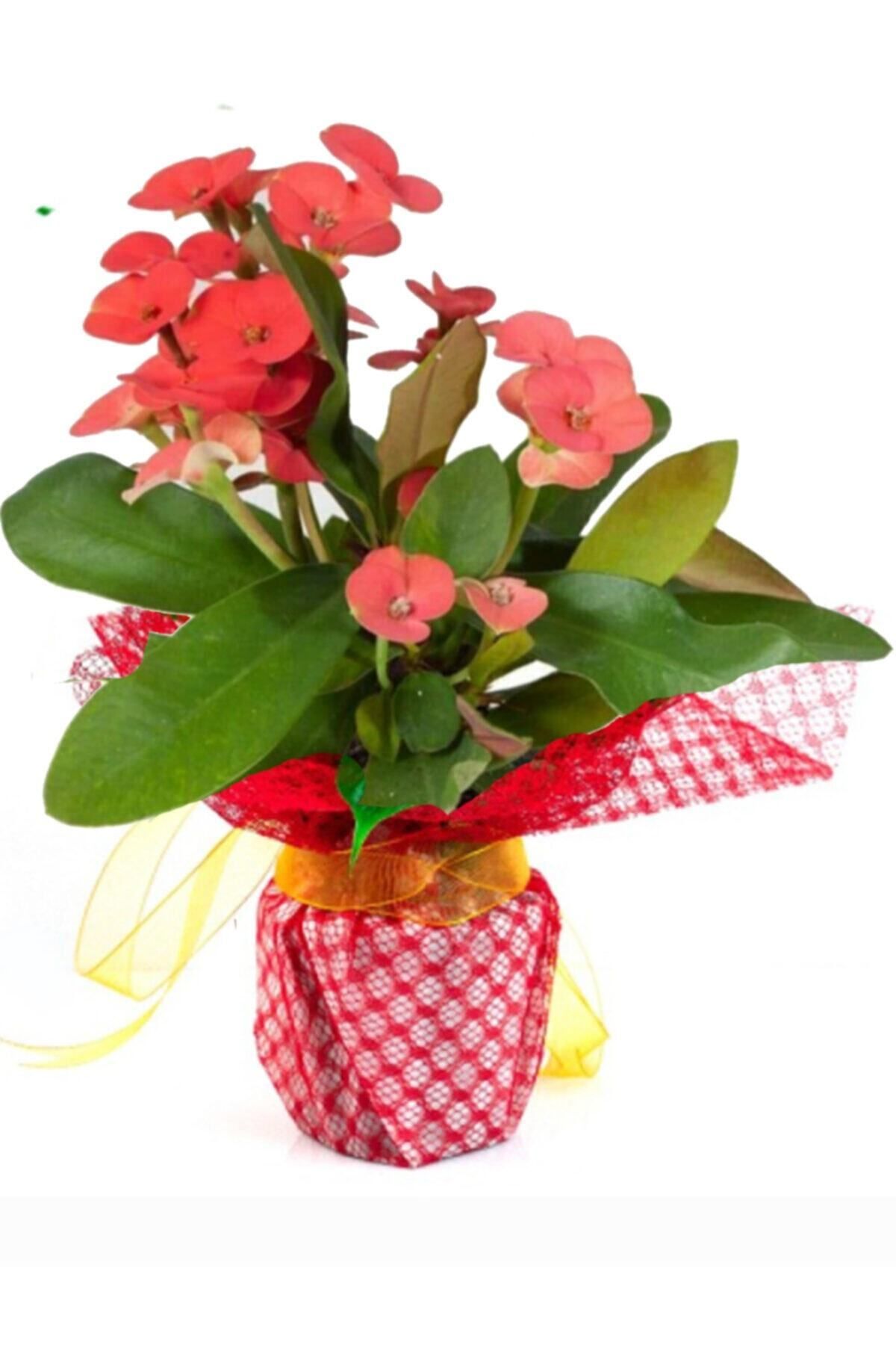 Gardenbox Çok Avantajlı Hediye Paketli 1 ADET Kırmızı Renk Dikenler Tacı Euphorbia Milii Saksılı