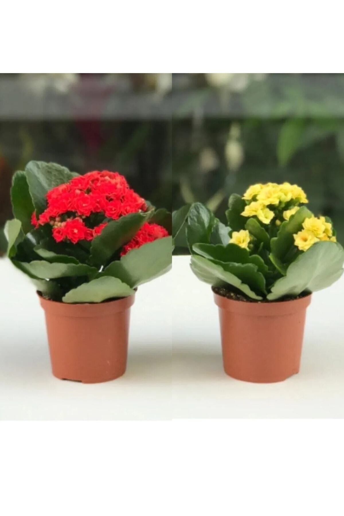 Gardenbox Çok Avantajlı Kalanchoe Çiçeği Kalanşo 2li Set Mini Saksılı Sarı Kırmızı