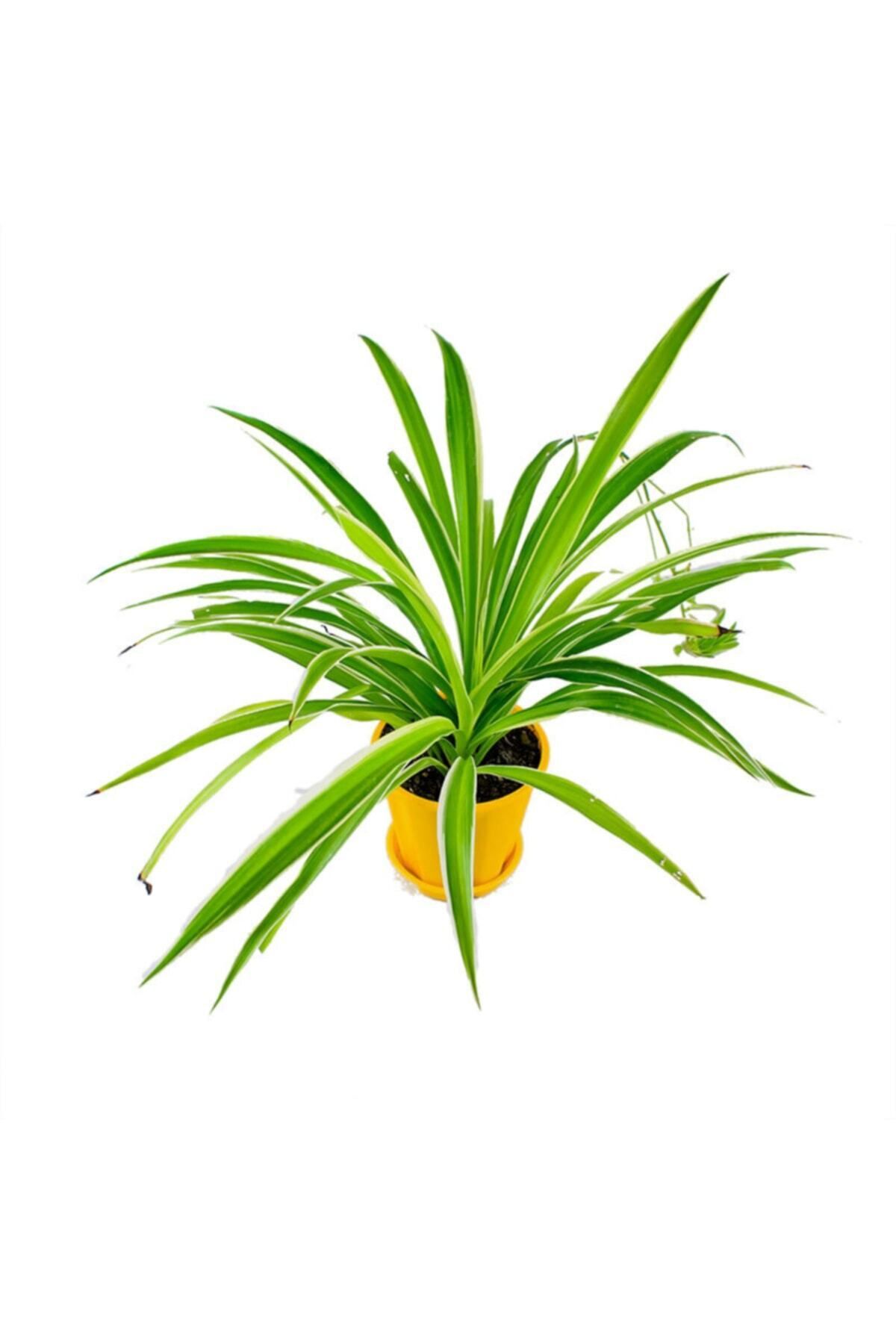Gardenbox Çok Avantajlı Kurdele Çiçeği Chlorophytum