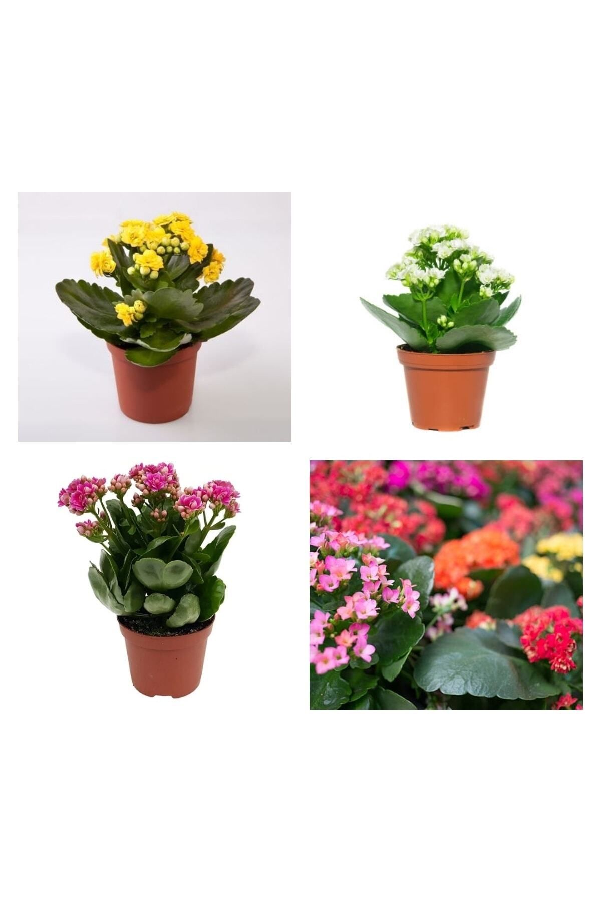 Gardenbox Çok Avantajlı Kalanchoe Çiçeği Kalanşo Emel Hanım Karışık Renkli 3 lü Set Saksılı Sarı Pembe Turuncu