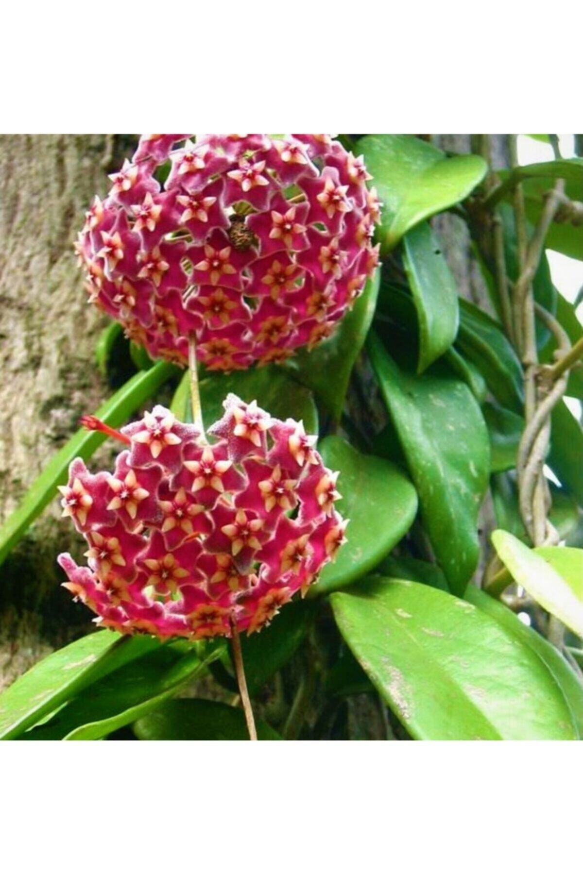 Gardenbox Çok Avantajlı Mum Çiçeği Pembe(fuşya)(hoya Carnosa) Kokulu 1.kalite 9 Cm Saksıda
