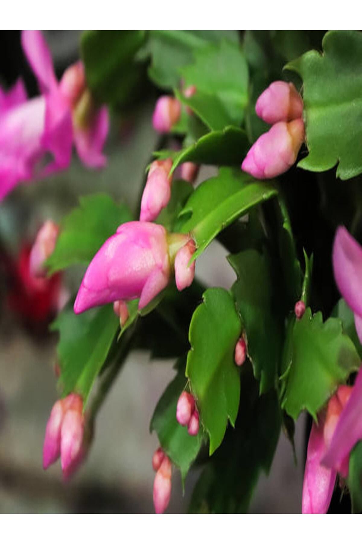 Gardenbox Kampanyalı Schlumbergera 'pink' - Kaktüs Pembe Yılbaşı Çiçeği Yıllık Bitki Iç Mekan Bitkisi
