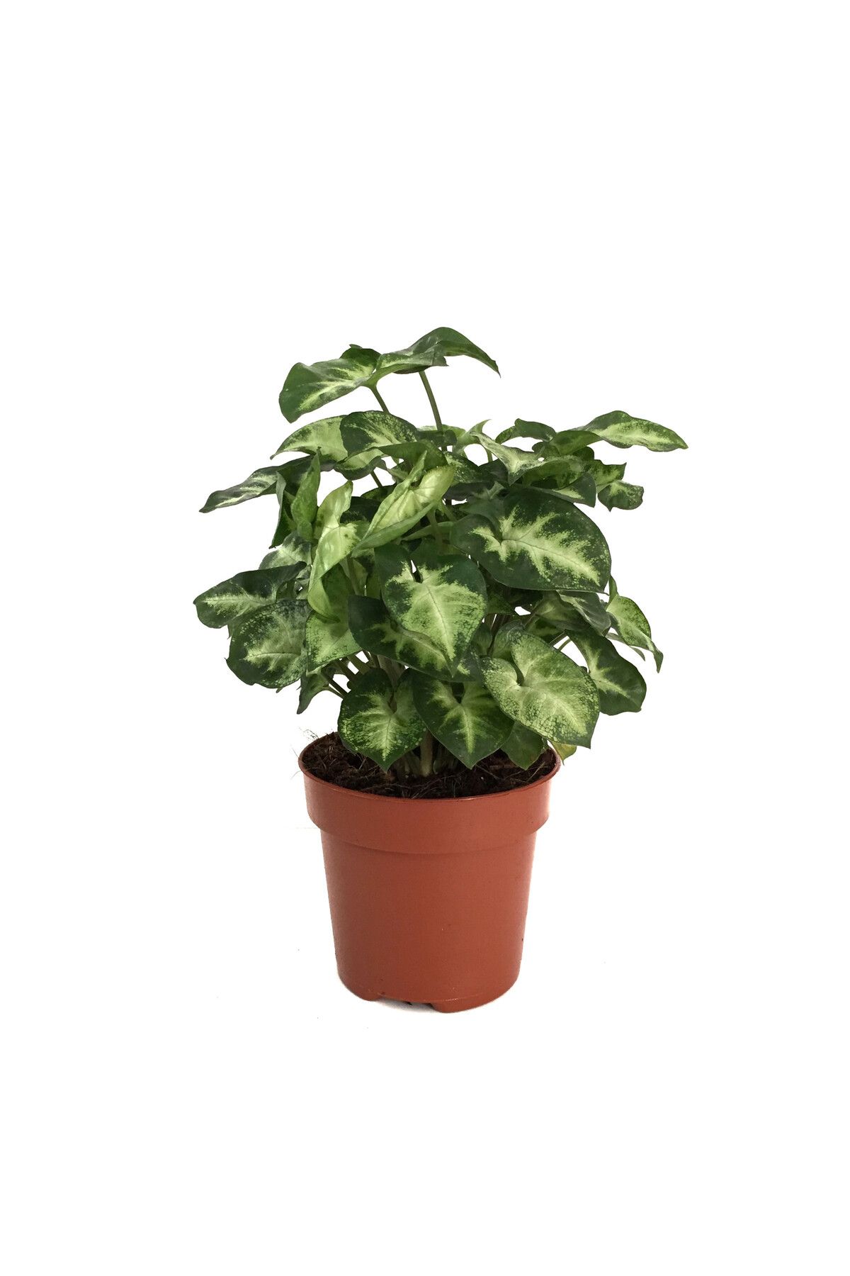 ÜÇLER ÇİÇEK Syngonium Podophyllum 'Pixie' (Melek Kanadı Çiçeği)