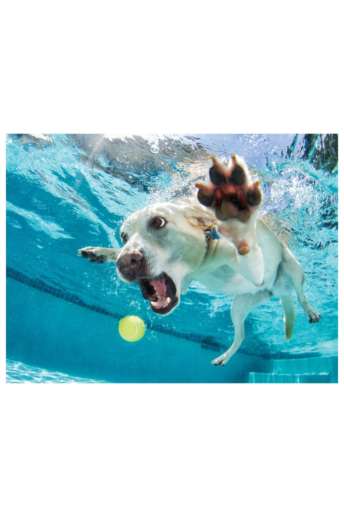 Prime 3D Su Altında Köpek Daisy Puzzle 100 Parça 20508