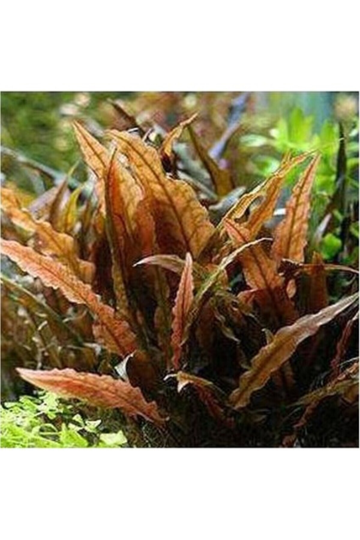Genel Markalar Akvaryum Bitkileri Cryptocoryne Wendtii Brown Saksı Canlı Bitki