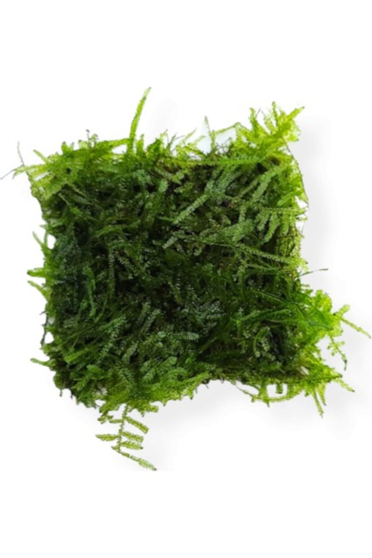 Orqinel Akvaryum Bitkileri Christmas Moss 5x5