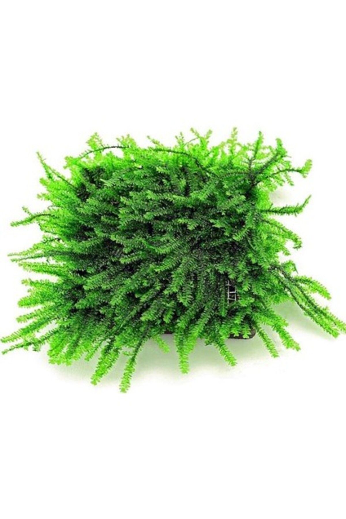 Orqinel Akvaryum Bitkileri Pilo Moss 5 x 5 cm Yeni Sarım Canlı Bitki