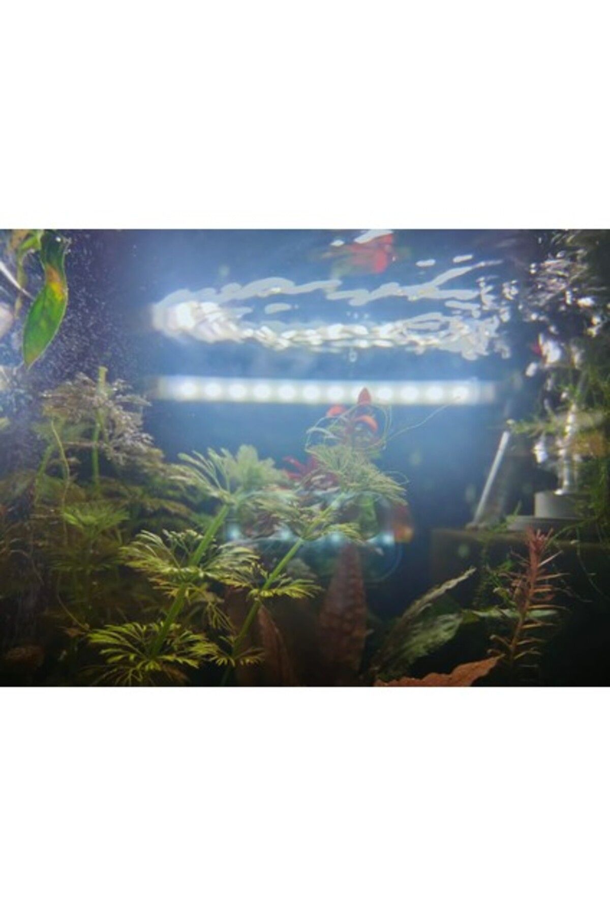 Orijen Orion Led Aquaslim Serisi - 20 cm Beyaz Akvaryum LED Lamba - Aydınlatma