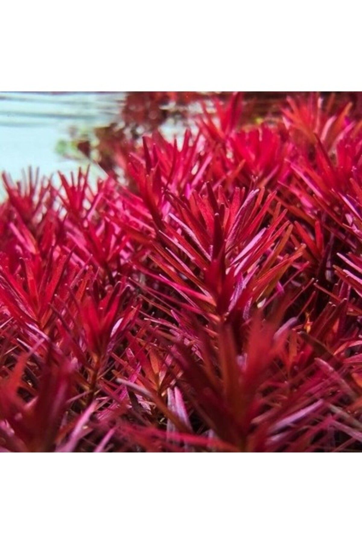 Orqinel Sakura In Vitro Rotala Vietnam H'ra 200 cc