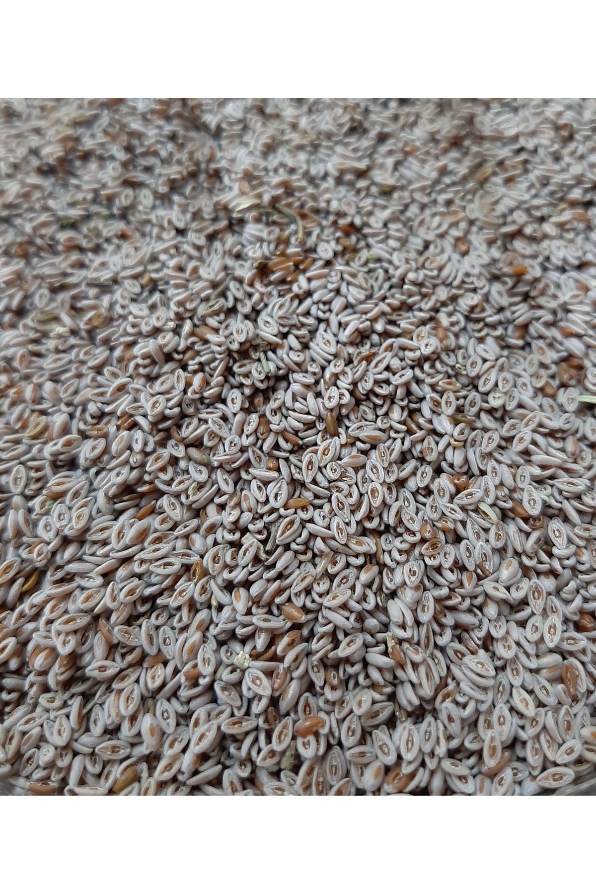 Cıngı Baharat Kurukahve ( Psyllium) Karnıyarık Otu Tohumu 100 gr