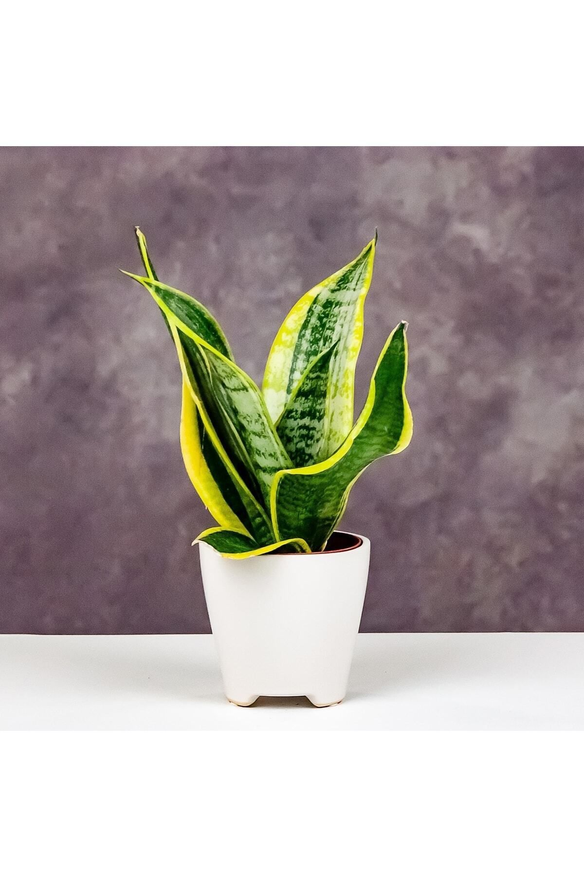 Gardenbox Çok Avantajlı Sansevieria - Paşa Kılıcı - Peygamber Kılıcı Bitkisi 20-30 Cm