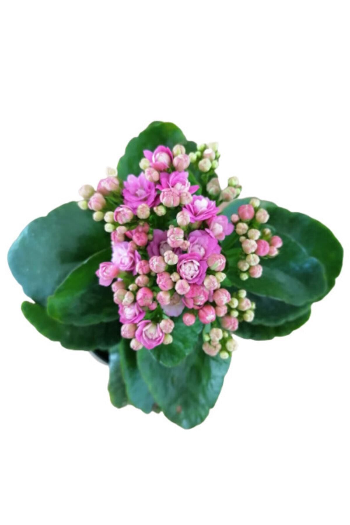 Gardenbox Kampanyalı Kalanchoe - Kalanşo Çiçeği (MOR ÇİÇEKLİ) Iç Mekan Bitkisi Saksılı