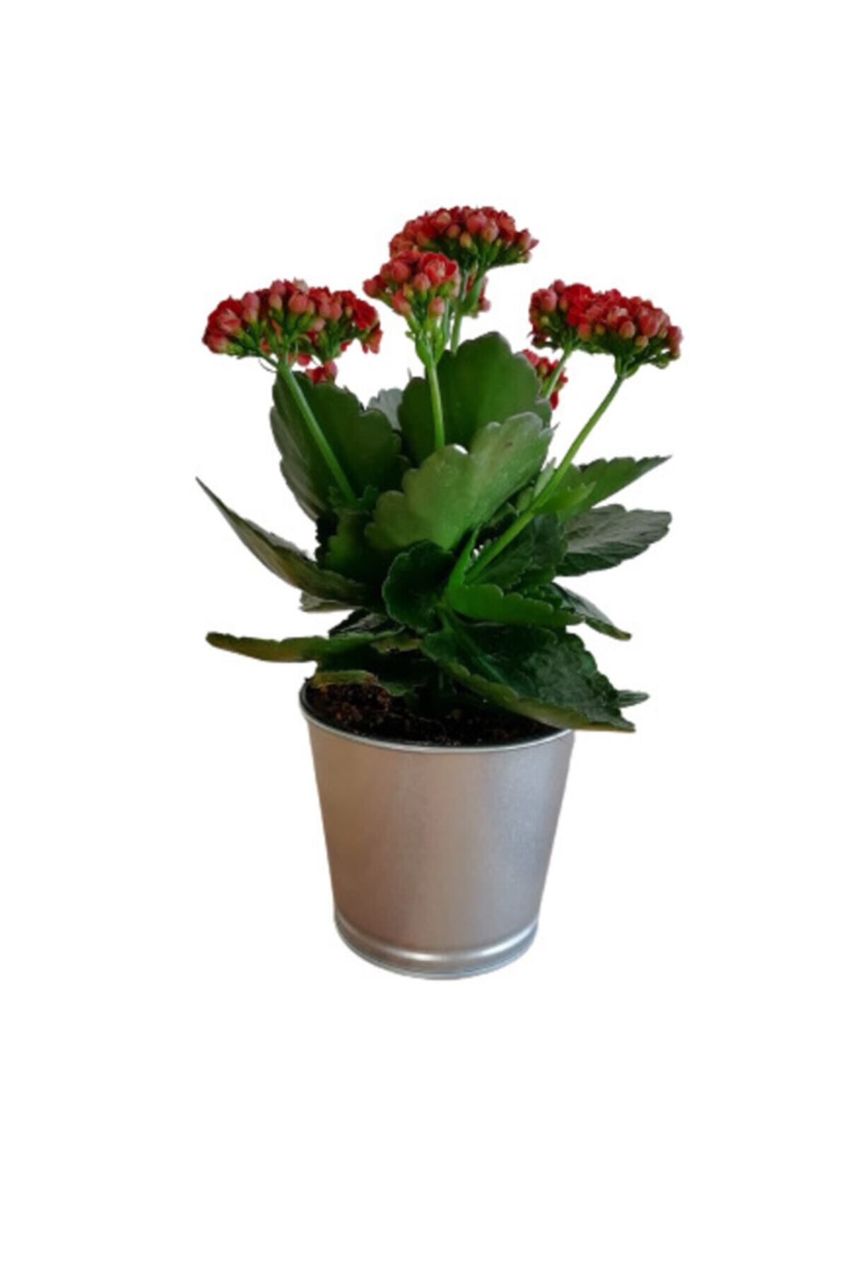 Gardenbox Çok Avantajlı Kalanchoe - Kalanşo Çiçeği (KIRMIZI ÇİÇEKLİ)