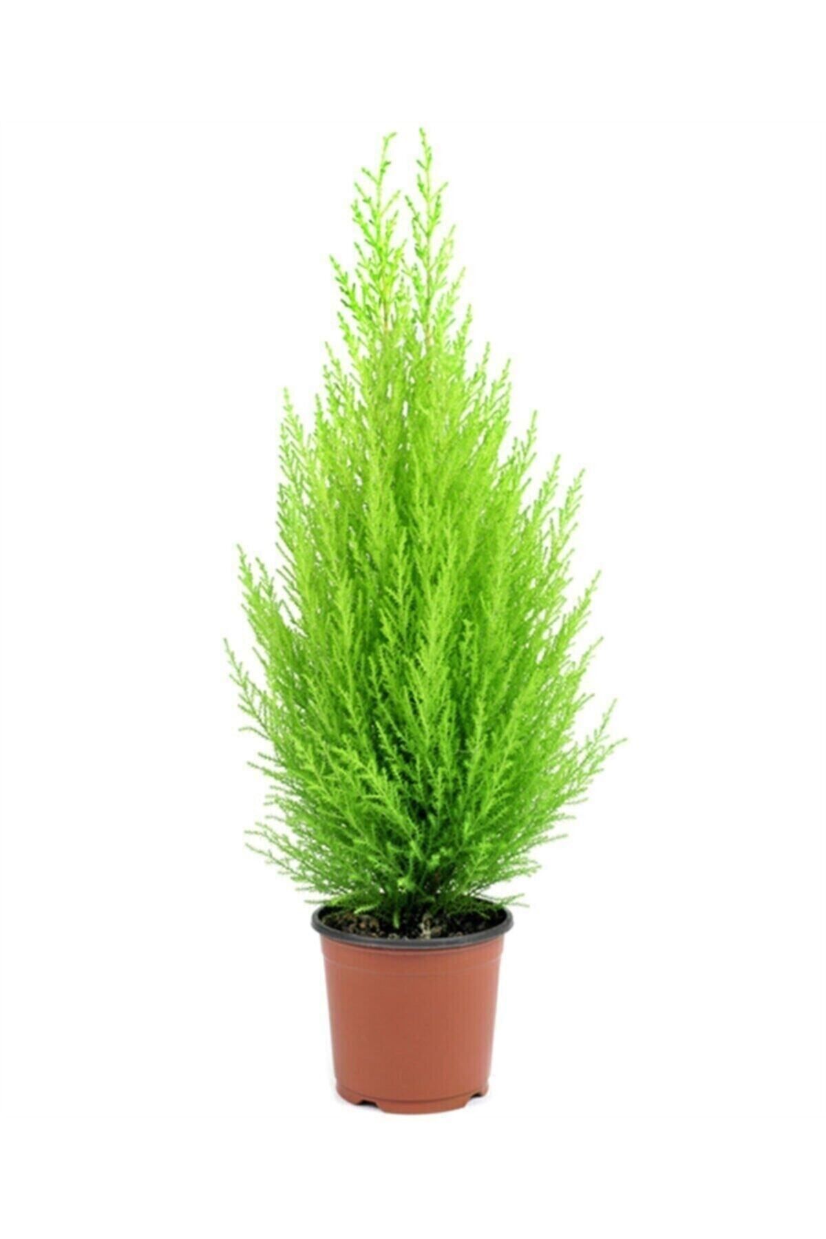 Gardenbox Çok Avantajlı Limon Kokulu Limoni Servi Cupressus Ev Ofis Salon Çamı 30-40 Cm