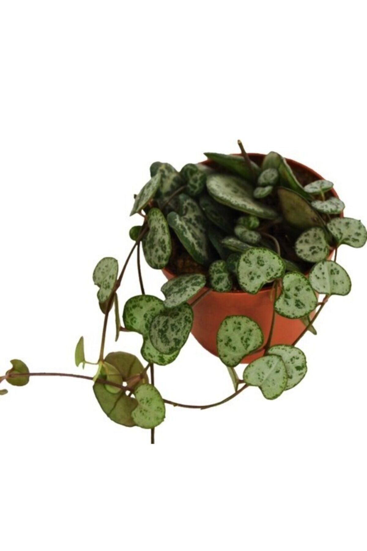 Gardenbox Çok Avantajlı Kalp Kalbe Karşı Çiçeği Ceropegia Woodii Ev Ofis Bitkisi 8.5.cm Saksıda