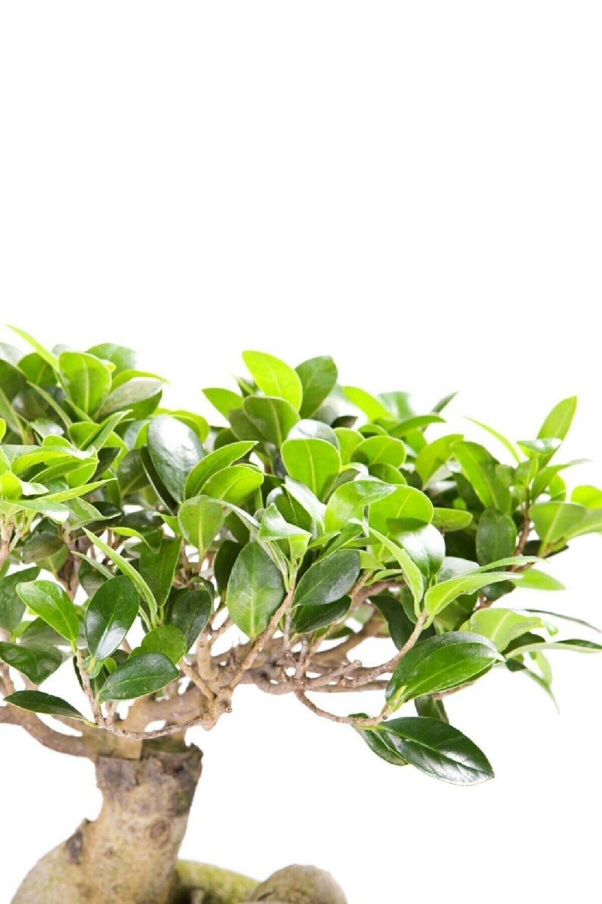 Gardenbox Kampanyalı Ficus Ginseng Bonsai 20-30 Cm