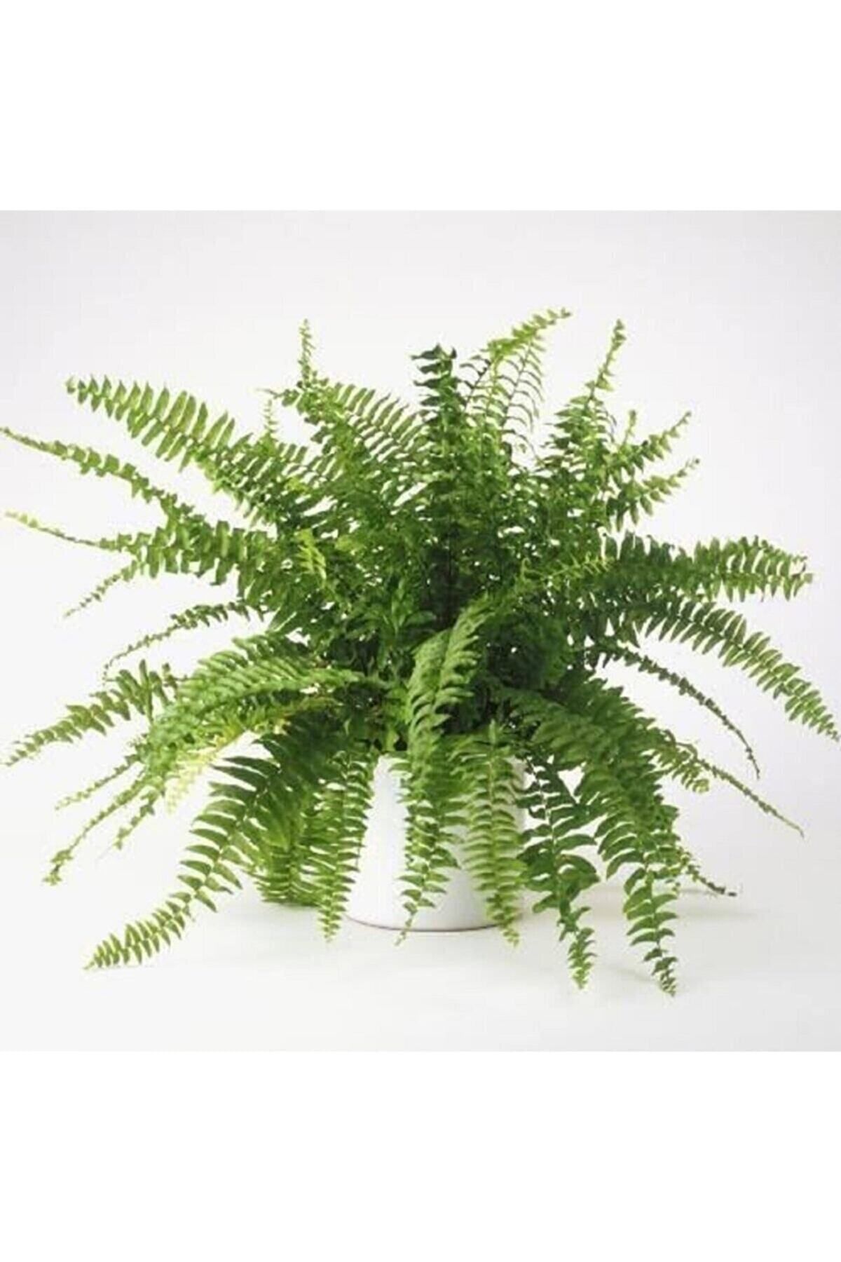 Gardenbox Çok Avantajlı Serada Decor&plant Aşk Merdiveni Fujer Nephrolepis Makrome Saksıda Ev Bitkisi Ofis