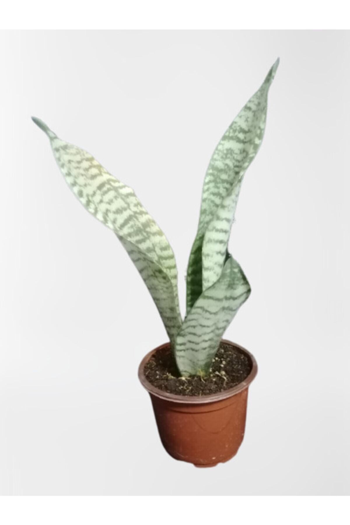 Gardenbox Çok Avantajlı Mini Paşa Kılıcı Sansevieria [30-40cm]