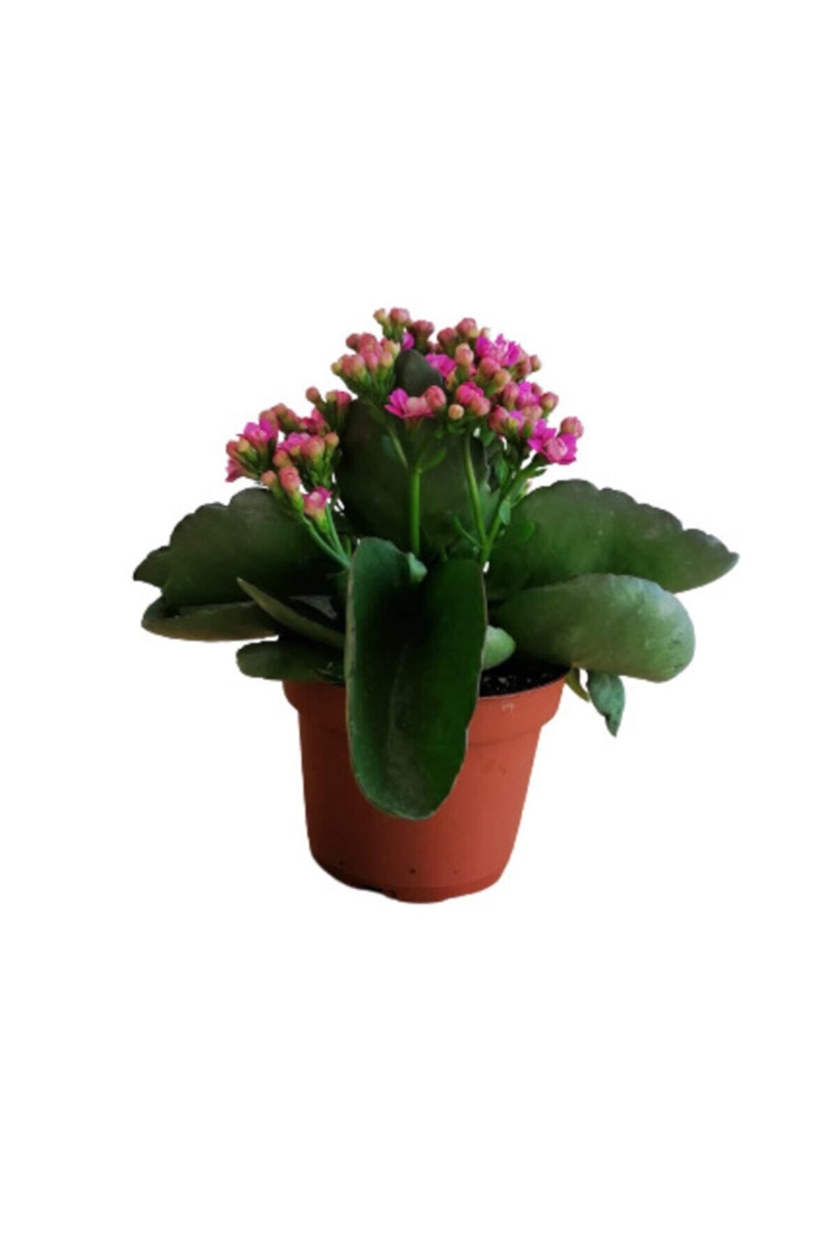 Gardenbox Çok Avantajlı Kalanchoe - Kalanşo Çiçeği (mor Çiçekli)