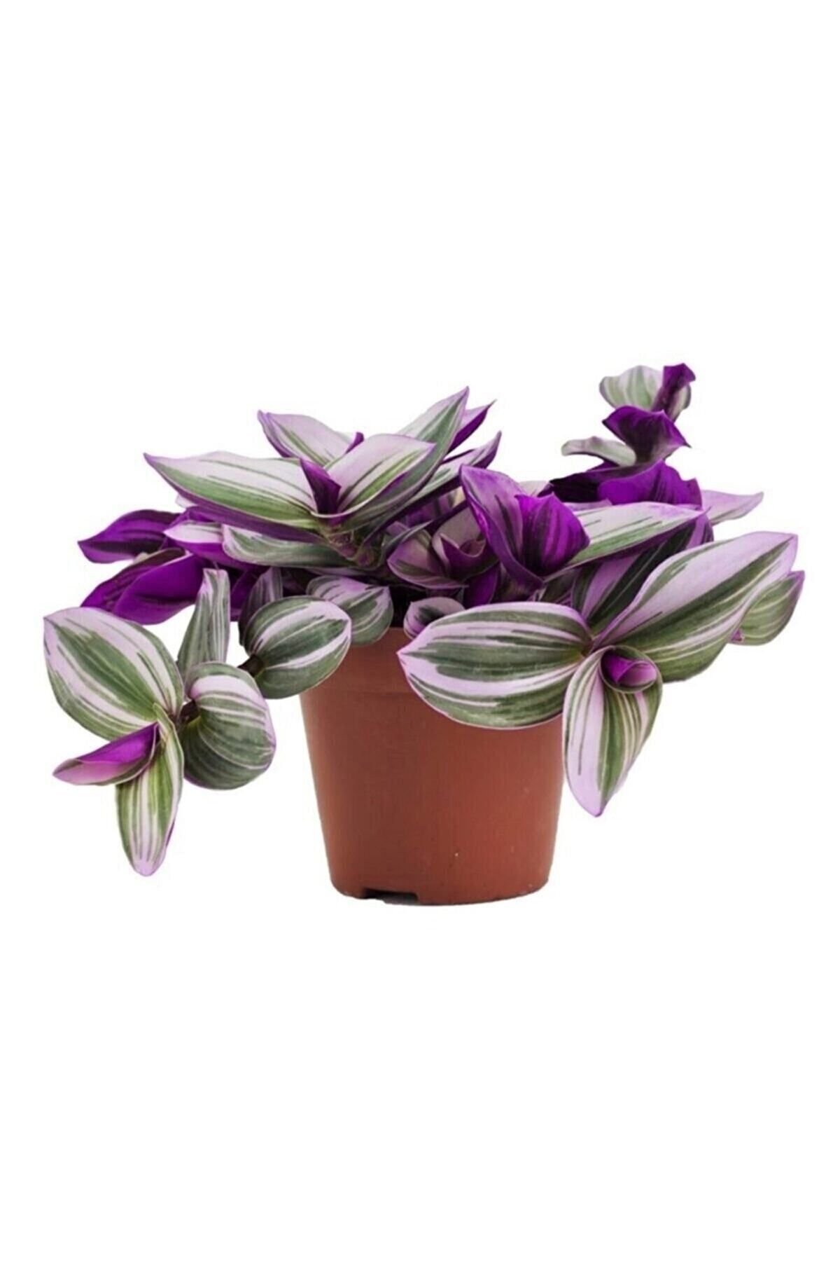 Gardenbox Çok Avantajlı Tradescantia Nanouk Pembe Telgraf Çiçeği Ithal 12.cm.büyük Boy Saksıda