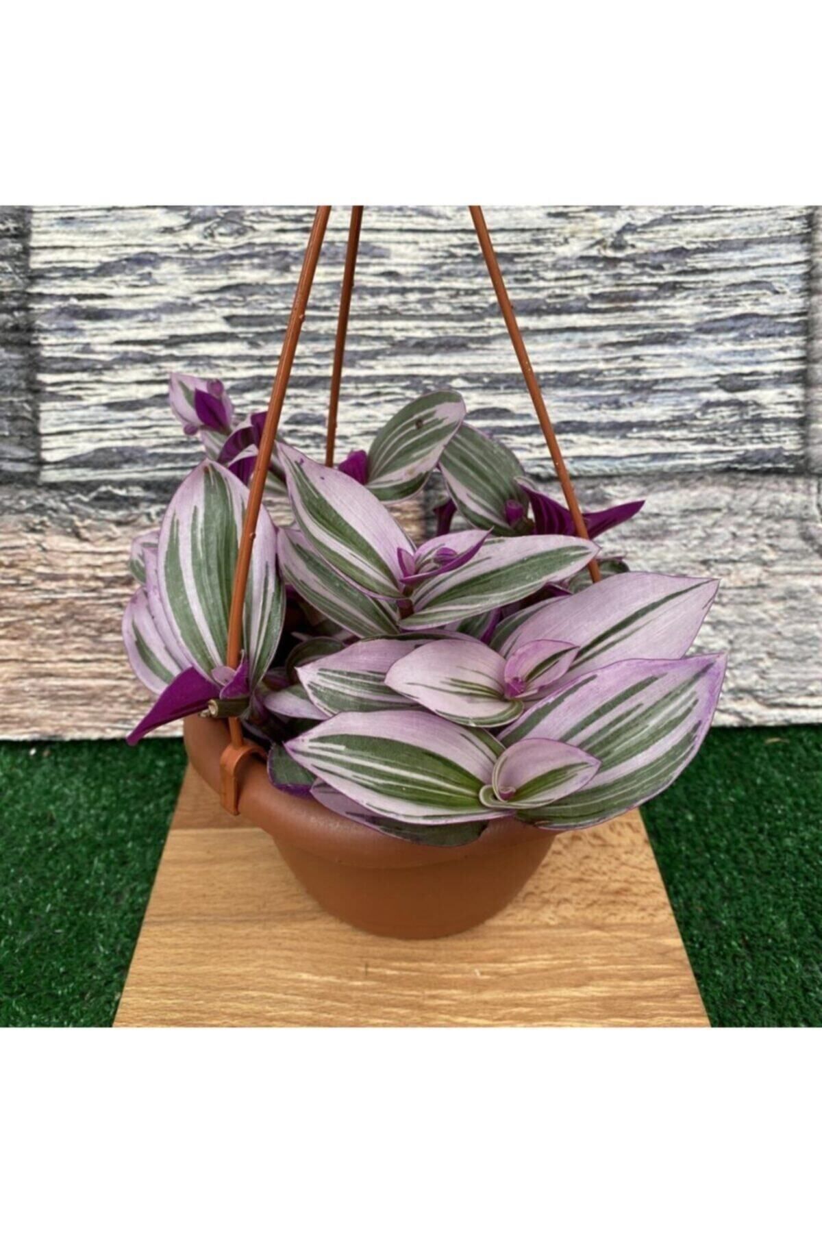 Gardenbox Çok Avantajlı Telgraf Çiçeği Alacalı Yapraklı (SARKAÇ SAKSIDA)