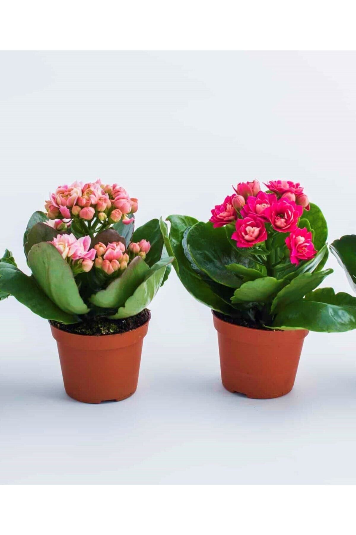Gardenbox Çok Avantajlı Mini Kalanşo 2.adet Mini Boy 5,5 Saksıda