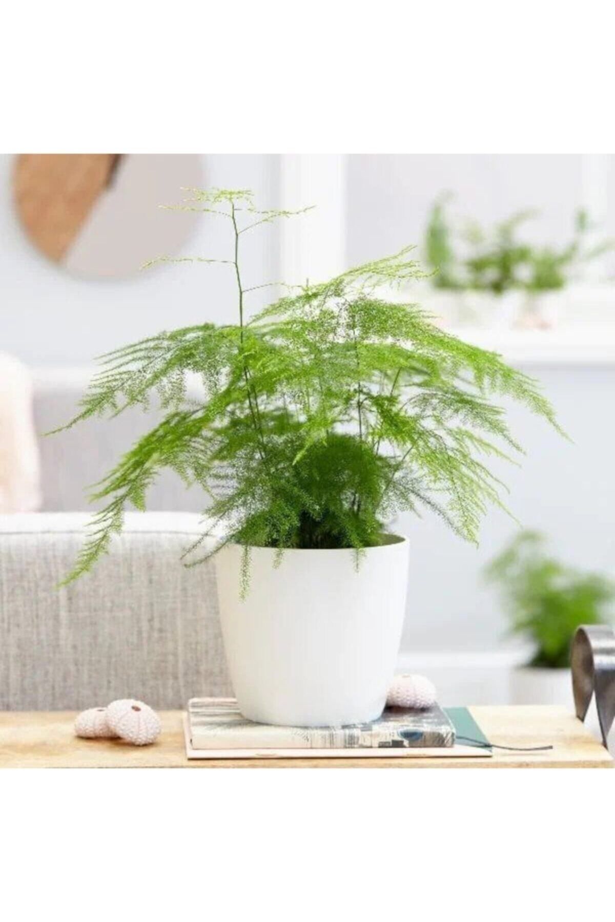 Gardenbox Çok Avantajlı Asparagus Salon Bitkisi