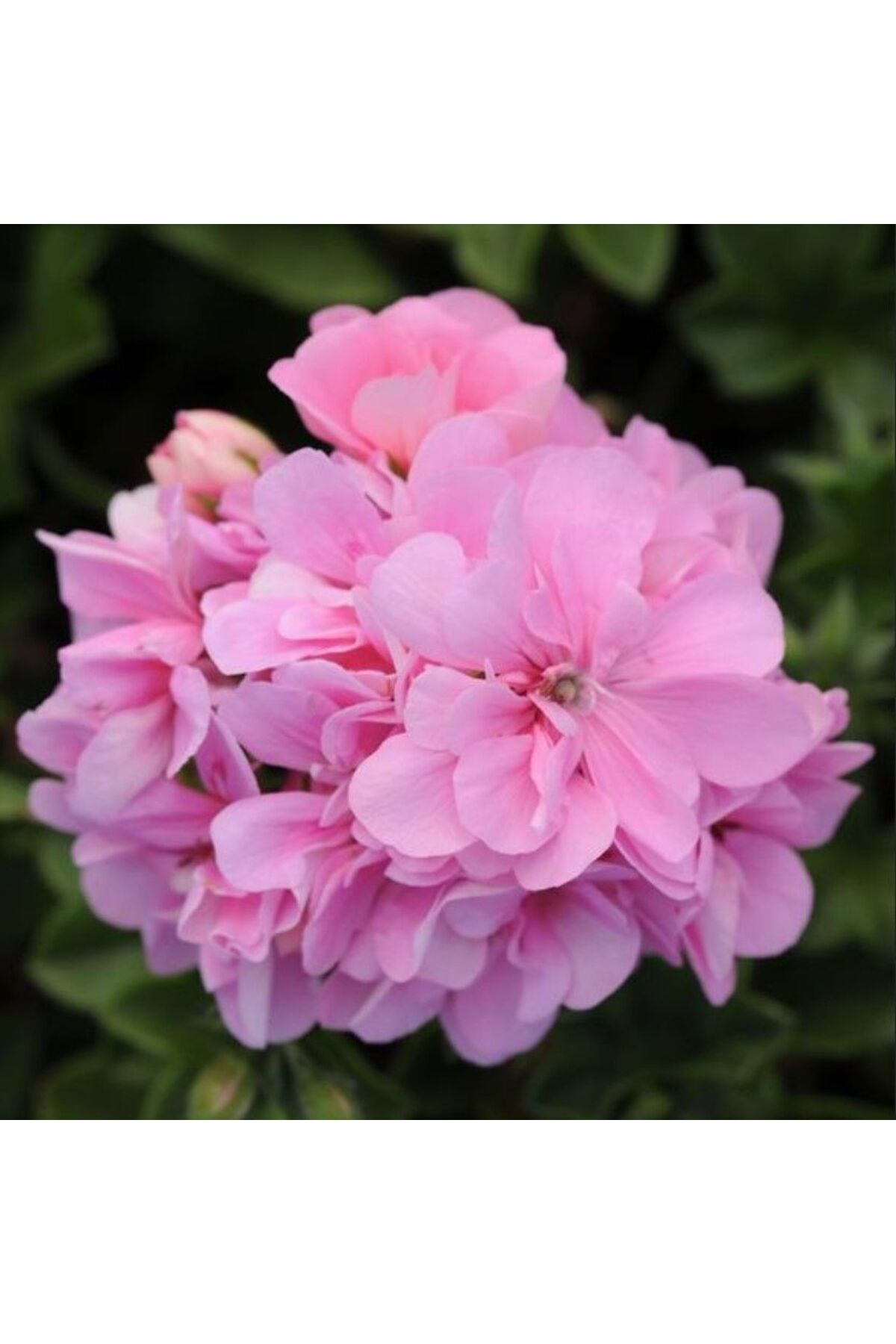 AnamurNaturel Pembe Çiçekli Grandeu İvy Pink Sakız Sardunya Çiçeği