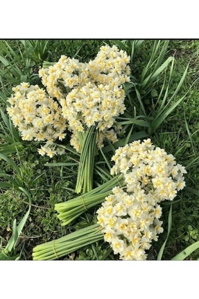 Çiçek NERGİS ÇİÇEĞİ 50’Lİ DEMET