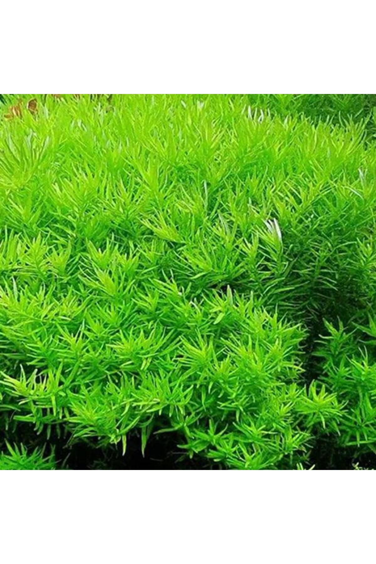 İthâl Bitki Rotala Indica Green Saksı Canlı Bitki